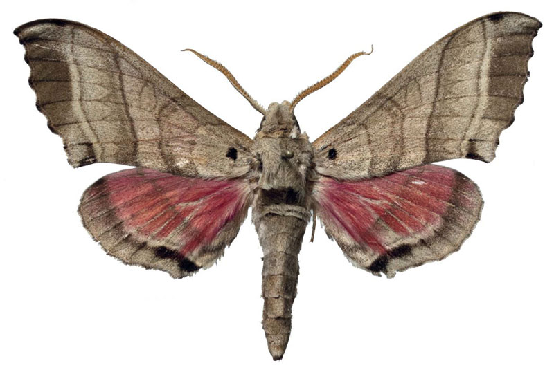 /filer/webapps/moths/media/images/A/angelika_Rufoclanis_PTM_EMEMa.jpg