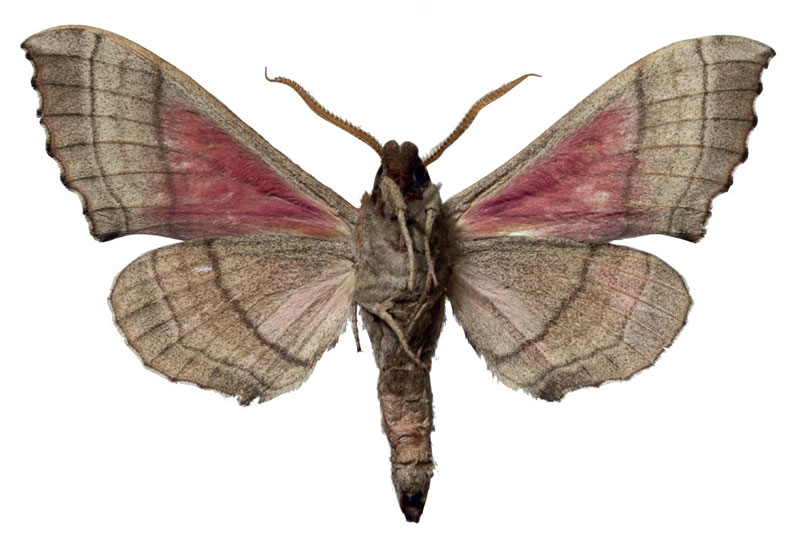 /filer/webapps/moths/media/images/A/angelika_Rufoclanis_PTM_EMEMb.jpg