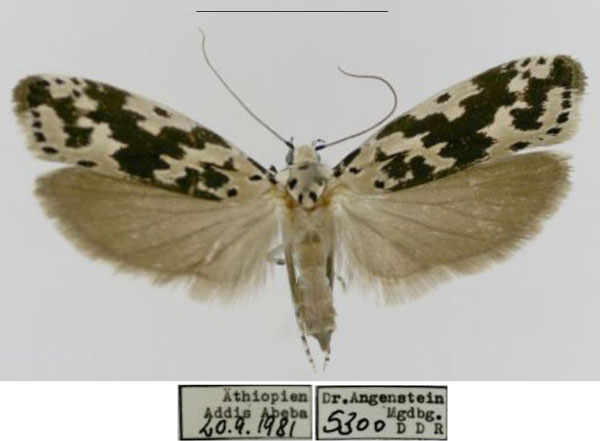 /filer/webapps/moths/media/images/A/angensteini_Ethmia_HT_MfN.jpg