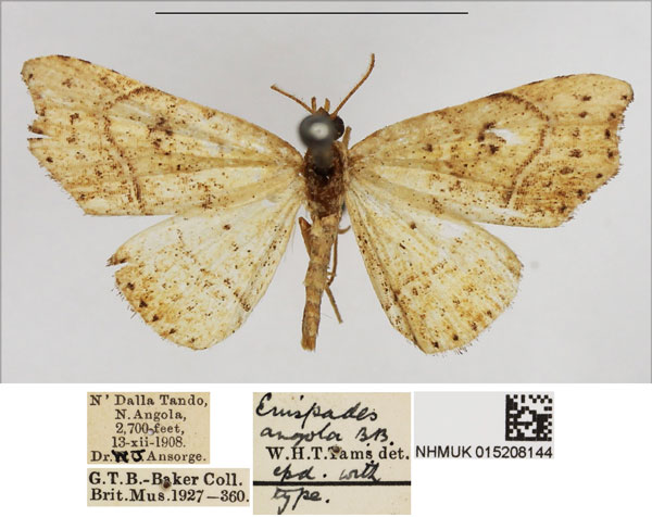 /filer/webapps/moths/media/images/A/angola_Enispades_AM_NHMUK.jpg