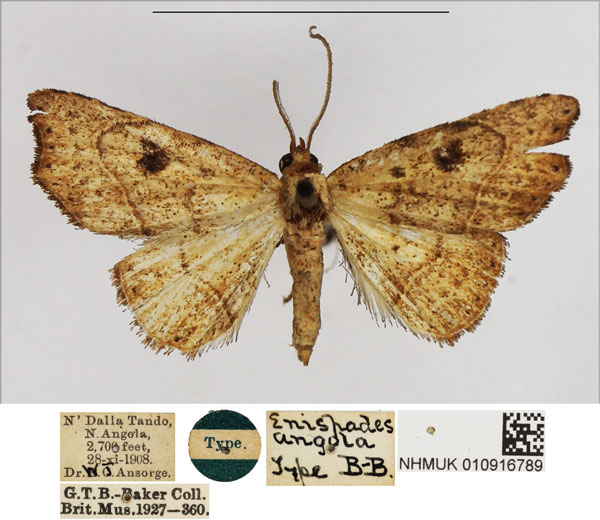 /filer/webapps/moths/media/images/A/angola_Enispades_HT_NHMUK.jpg