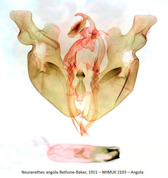 /filer/webapps/moths/media/images/A/angola_Neuranethes_GMHT_BMNH_2103_JfX7mOt.jpg