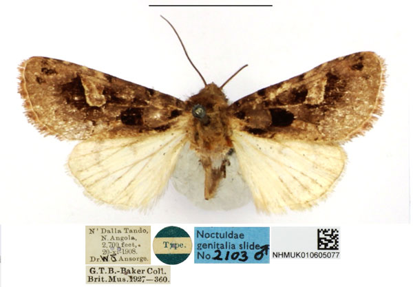 /filer/webapps/moths/media/images/A/angola_Neuranethes_HT_NHMUK.jpg