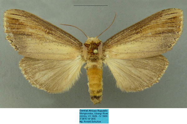 /filer/webapps/moths/media/images/A/angolana_Antheua_AF_MfN.jpg