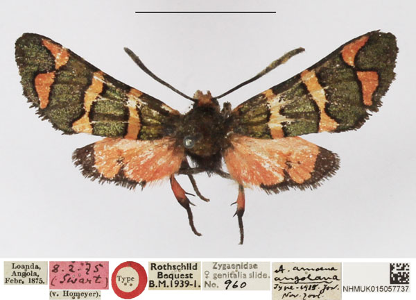 /filer/webapps/moths/media/images/A/angolana_Arniocera_HT_NHMUK.jpg
