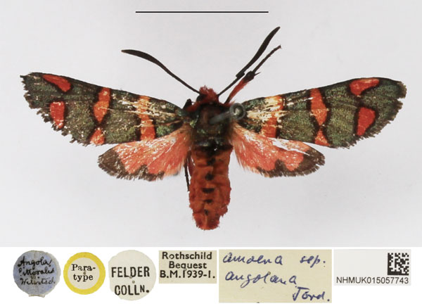 /filer/webapps/moths/media/images/A/angolana_Arniocera_PT_NHMUK.jpg