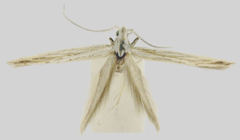 /filer/webapps/moths/media/images/A/angolana_Coleophora_HT_BMNH.jpg