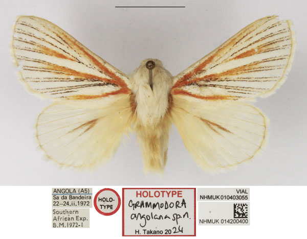 /filer/webapps/moths/media/images/A/angolana_Grammodora_HT_NHMUK.jpg