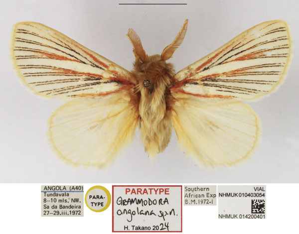 /filer/webapps/moths/media/images/A/angolana_Grammodora_PTM_NHMUK_01.jpg