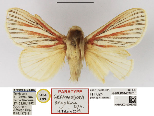 /filer/webapps/moths/media/images/A/angolana_Grammodora_PTM_NHMUK_02.jpg