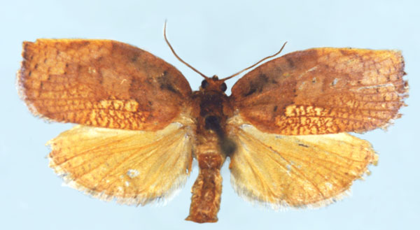 /filer/webapps/moths/media/images/A/angolana_Labidosa_PT_BMNH.jpg