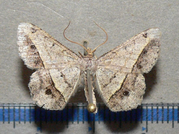 /filer/webapps/moths/media/images/A/angolaria_Chiasmia_A_Goff.jpg