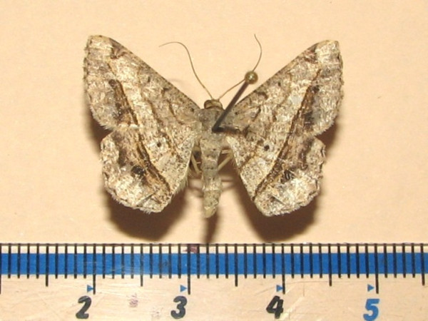 /filer/webapps/moths/media/images/A/angolaria_Chiasmia_A_Goffa_02.jpg