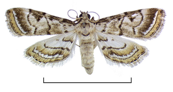 /filer/webapps/moths/media/images/A/angolensis_Argyrophorodes_A_Agassiz.jpg