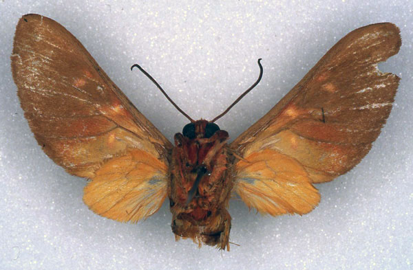 /filer/webapps/moths/media/images/A/angolensis_Balacra_HT_ZSM_02.jpg