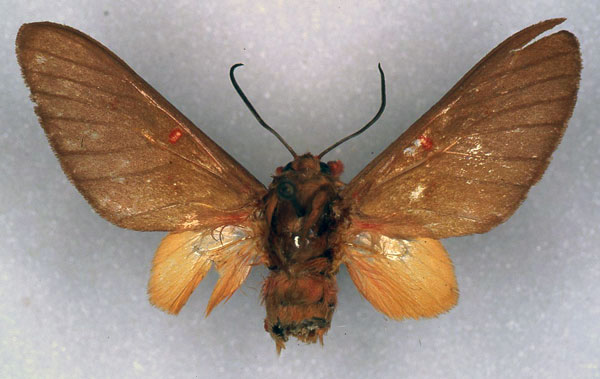 /filer/webapps/moths/media/images/A/angolensis_Balacra_PT_ZSM_01.jpg
