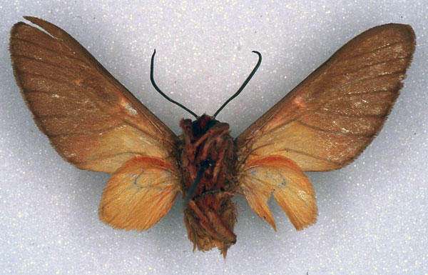 /filer/webapps/moths/media/images/A/angolensis_Balacra_PT_ZSM_02.jpg