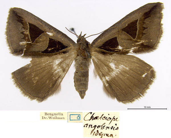 /filer/webapps/moths/media/images/A/angolensis_Chalcope_HT_SDEI.jpg