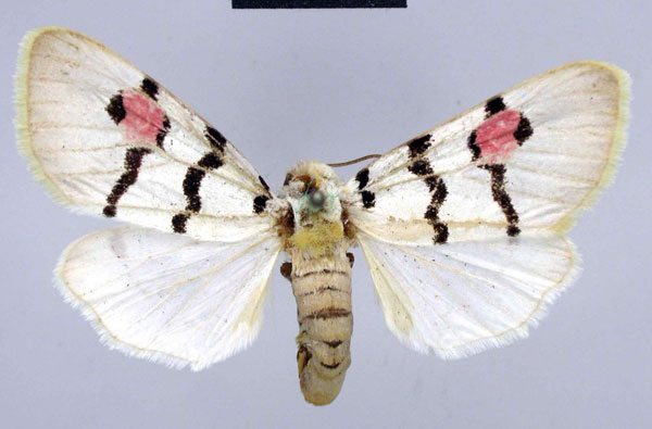 /filer/webapps/moths/media/images/A/angolensis_Diaphone_HT_ZMHB.jpg