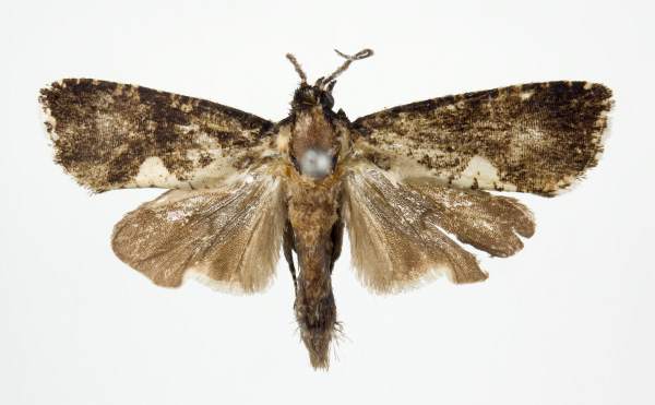 /filer/webapps/moths/media/images/A/angolensis_Dracontogena_AM_KSund_01.jpg