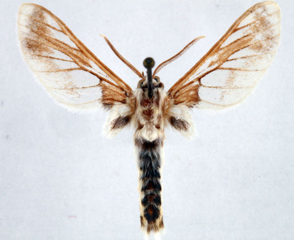 /filer/webapps/moths/media/images/A/angolensis_Neophemula_AM_Ochse_01.jpg