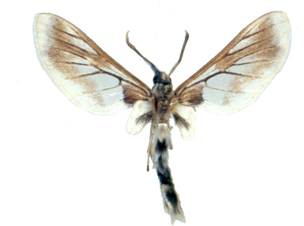 /filer/webapps/moths/media/images/A/angolensis_Neophemula_HT_BMNH_02.jpg