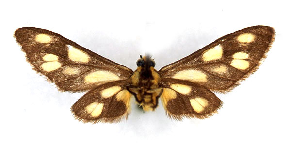 /filer/webapps/moths/media/images/A/angolensis_Thyretes_HT_ZMHB_02_fESKoNJ.jpg
