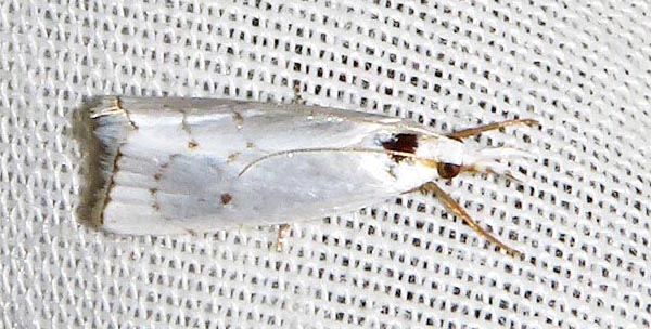 /filer/webapps/moths/media/images/A/angolica_Pseudocatharylla_A_Braun_01.jpg