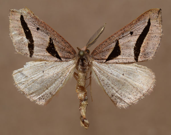 /filer/webapps/moths/media/images/A/anguinata_Pseudomaenas_AM_Butler.jpg