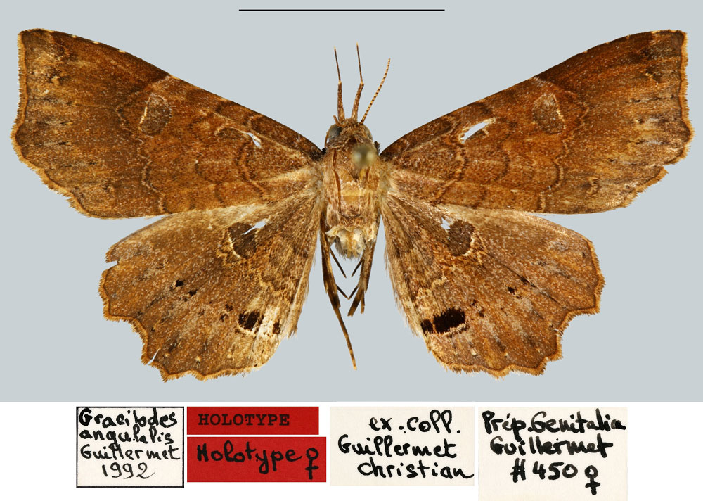 /filer/webapps/moths/media/images/A/angulalis_Gracilodes_HT_MNHN.jpg