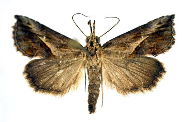 /filer/webapps/moths/media/images/A/angulalis_Zekelita_AM_NHMO.jpg
