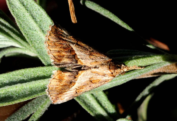 /filer/webapps/moths/media/images/A/angulalis_Zekelita_A_King_01.jpg