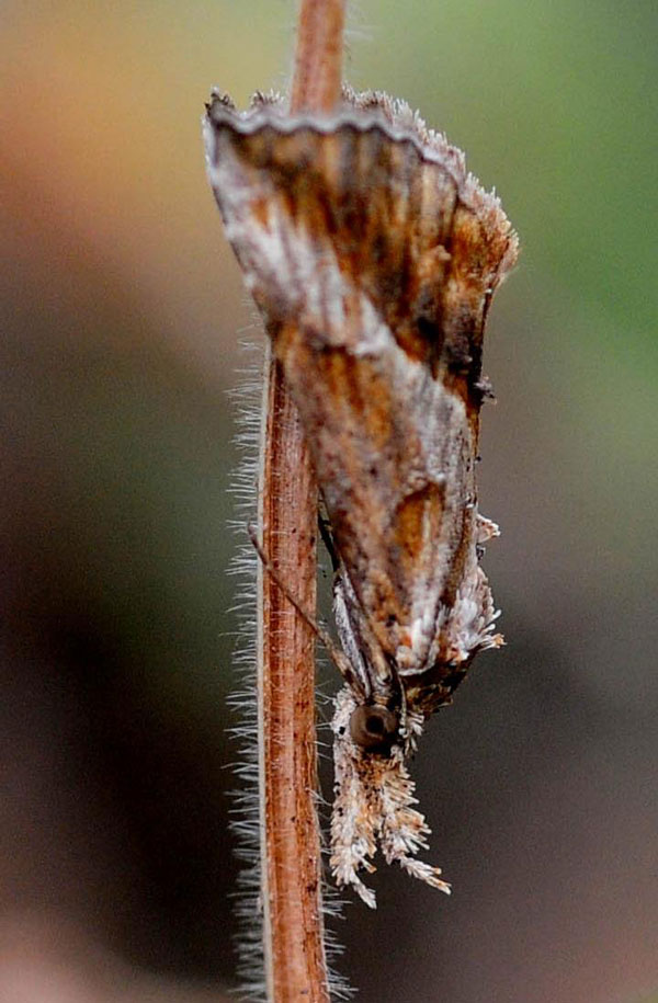 /filer/webapps/moths/media/images/A/angulalis_Zekelita_A_King_02.jpg