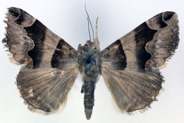 /filer/webapps/moths/media/images/A/angularis_Bastilla_A_RMCA.jpg