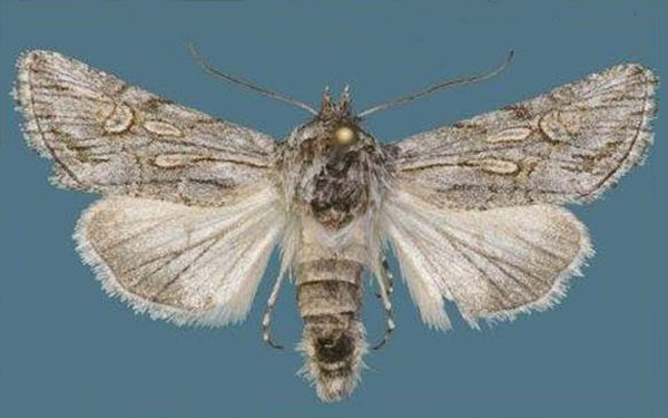 /filer/webapps/moths/media/images/A/angularis_Calophasia_AF_Schacht.jpg