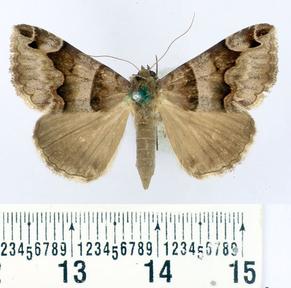 /filer/webapps/moths/media/images/A/angularis_Caranilla_AF_BMNH.jpg