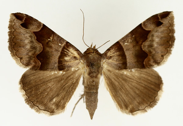 /filer/webapps/moths/media/images/A/angularis_Caranilla_AF_TMSA_01.jpg