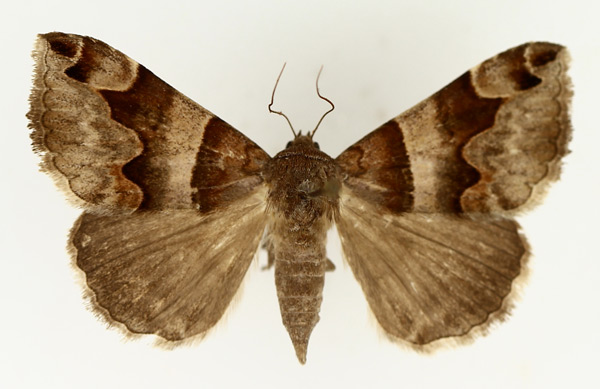 /filer/webapps/moths/media/images/A/angularis_Caranilla_AF_TMSA_02.jpg