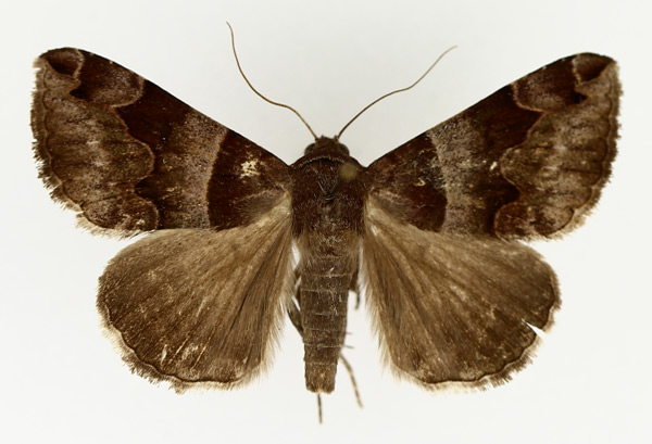 /filer/webapps/moths/media/images/A/angularis_Caranilla_AM_TMSA_01.jpg