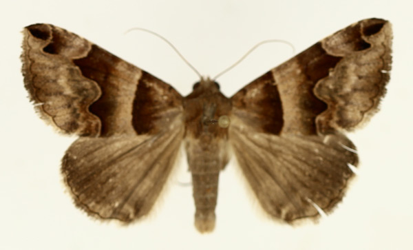 /filer/webapps/moths/media/images/A/angularis_Caranilla_AM_TMSA_02.jpg