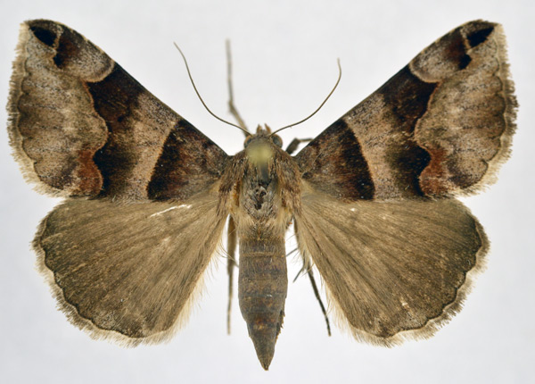 /filer/webapps/moths/media/images/A/angularis_Caranilla_A_NHMO.jpg