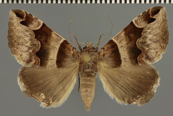 /filer/webapps/moths/media/images/A/angularis_Dysgonia_AF_Fiebig.jpg