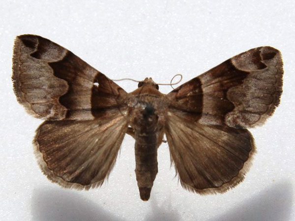 /filer/webapps/moths/media/images/A/angularis_Dysgonia_A_Goff.jpg