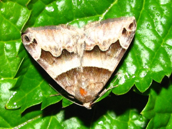 /filer/webapps/moths/media/images/A/angularis_Dysgonia_A_Goff_02.jpg