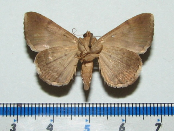 /filer/webapps/moths/media/images/A/angularis_Dysgonia_A_Goffb_01.jpg