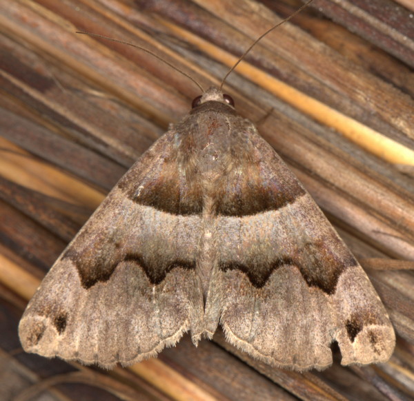 /filer/webapps/moths/media/images/A/angularis_Dysgonia_A_Heyns_01.jpg