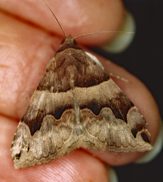 /filer/webapps/moths/media/images/A/angularis_Dysgonia_A_Roland_01.jpg