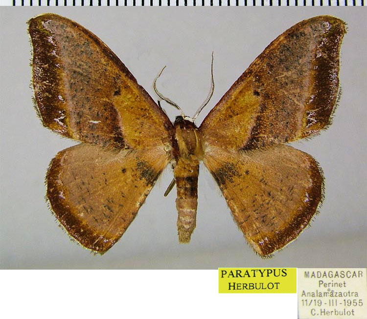 /filer/webapps/moths/media/images/A/angularis_Hypocoela_PTM_ZSM.jpg