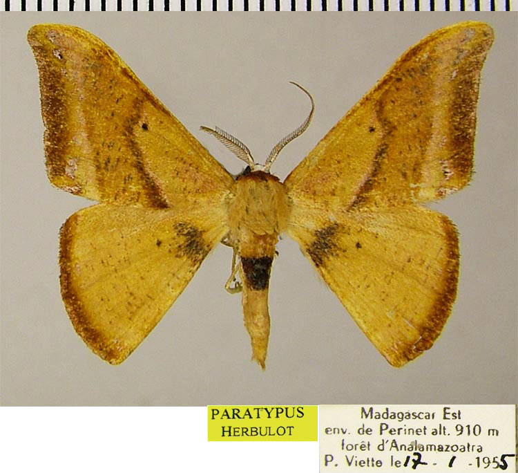 /filer/webapps/moths/media/images/A/angularis_Hypocoela_PTM_ZSMa.jpg