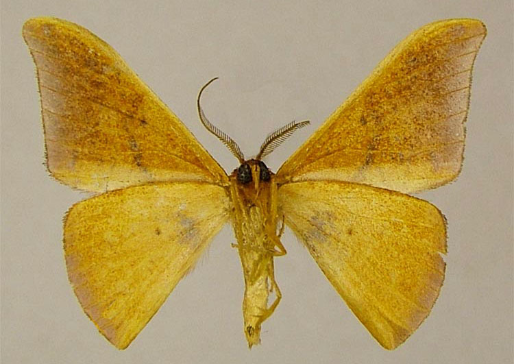 /filer/webapps/moths/media/images/A/angularis_Hypocoela_PTM_ZSMb.jpg